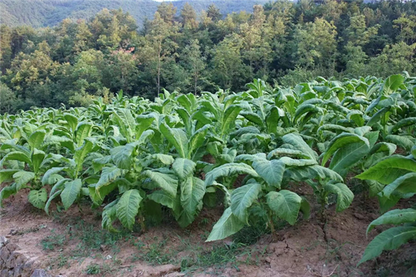鎮安縣鐵廠鎮:&ldquo;凈環境、美院落、富口袋&rdquo; 全力推進秦嶺山水鄉村建設